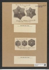Actinoptychus hittianus C. Jan. (de-Toni-Nr.: Genus 227, Species 5546) Zeichnungen Sammlung Grunow Nr. 9576 (NHMW-BOT-W0379388)